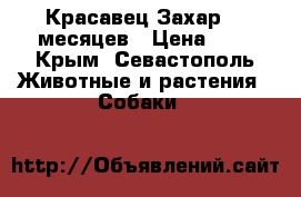 Красавец Захар. 5 месяцев › Цена ­ 1 - Крым, Севастополь Животные и растения » Собаки   